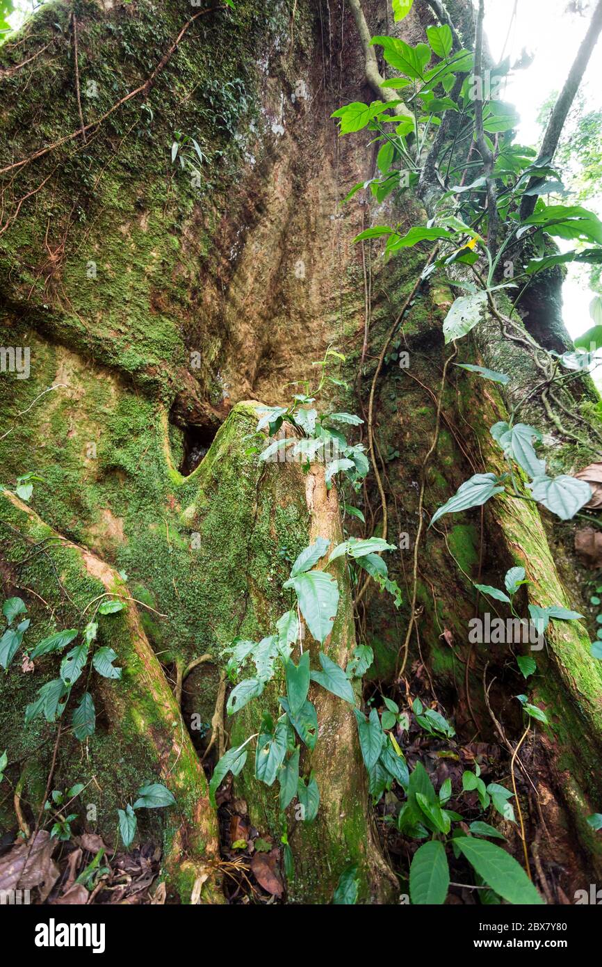 Regenwaldbaum mit Reben, die um Licht, Wasser und Stickstoff konkurrieren, Sensoria, tropisches Regenwaldreservat, Rincon de la Vieja, Provincia de Alajuela, Stockfoto