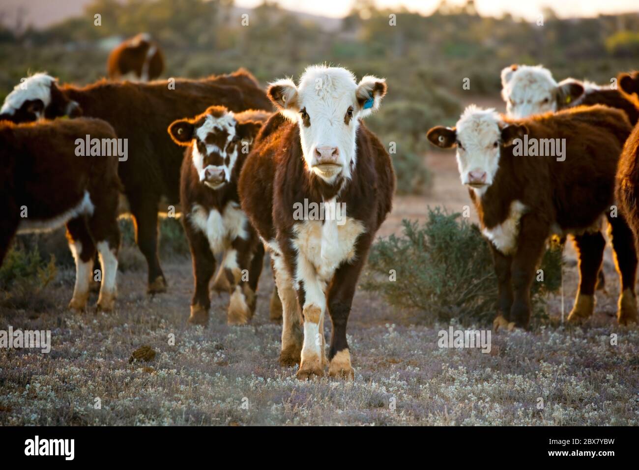 Rinder weiden in der Wüste Weide. Outback New South Wales, Australien, bei Sonnenuntergang. Stockfoto