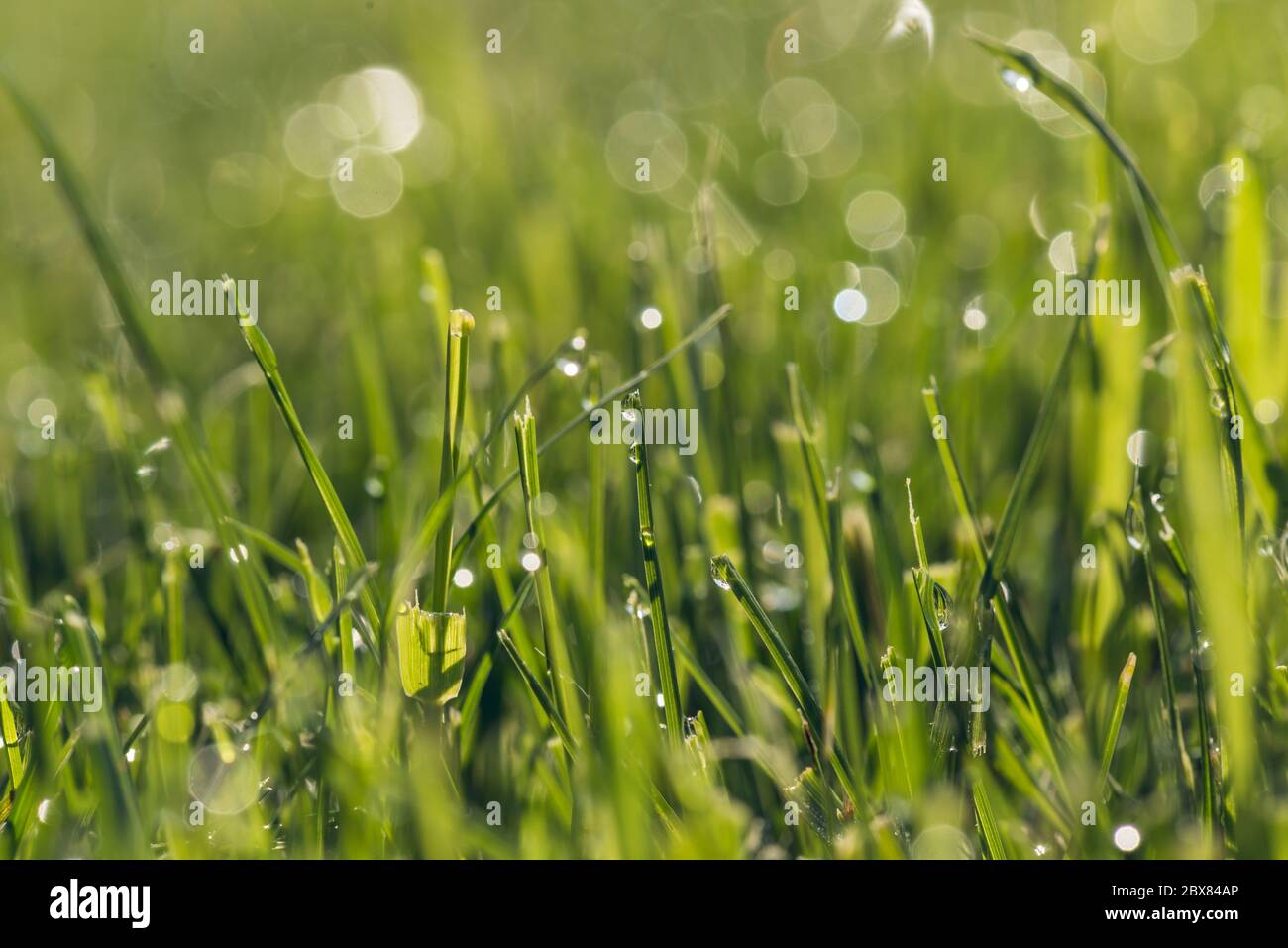 Nahaufnahme eines frischen Morgentau tropft auf Blätter von grünem Gras mit Bokeh-Effekt in hellen Morgensonne Stockfoto