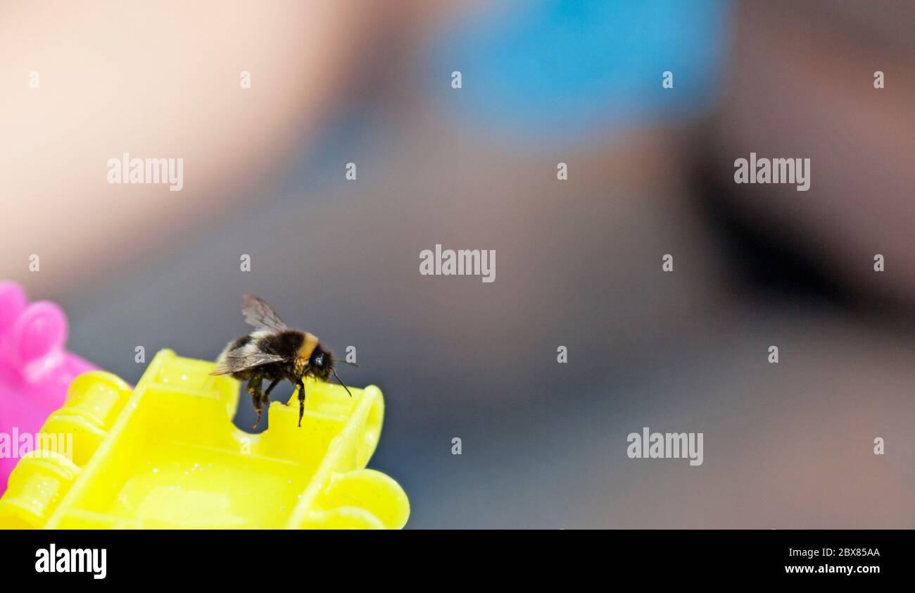 Eine Hummel landete auf einem Spielzeug mit verschwommenem Hintergrund Stockfoto