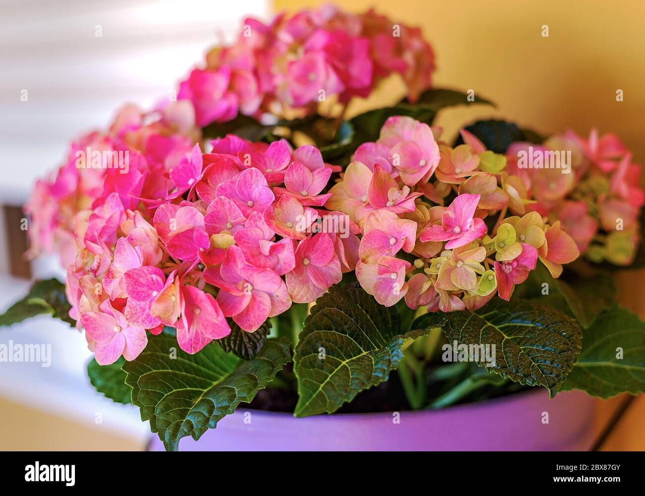 Rosa Hortensien in einem Topf - Rosa Blütenblätter Stockfoto