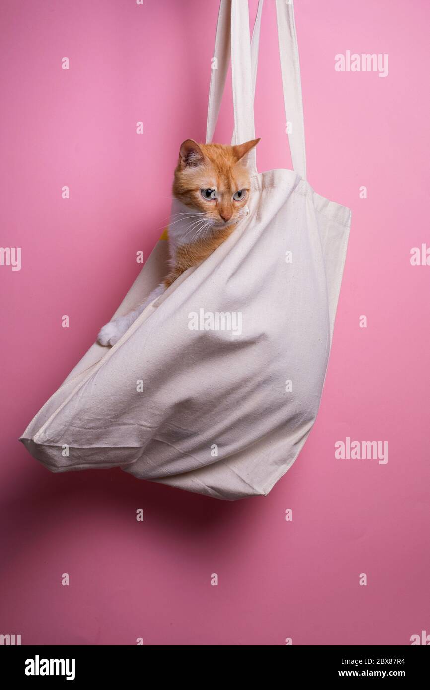 Einkaufstasche, niedliche Ingwer-Katze in einer Tasche auf rosa Hintergrund Stockfoto