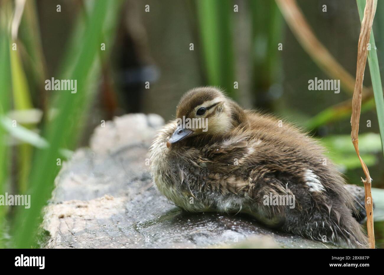 Ein süßes Mandarinentlein, Aix galericulata, das auf einem Holzschachel im Schilf am Rande eines Teiches sitzt. Stockfoto