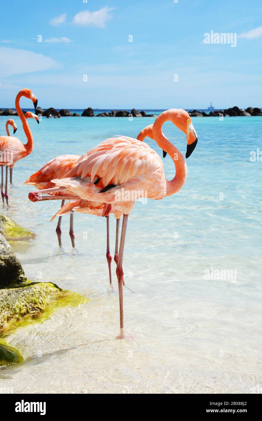 Flamingo Beach Aruba Stockfoto