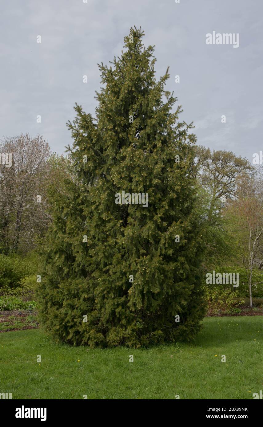 Neuer Frühling Wachstum auf einem Morinda oder West Himalaya Fichte Baum (Picea smithiana) in einem Garten in ländlichen Devon, England, Großbritannien Stockfoto