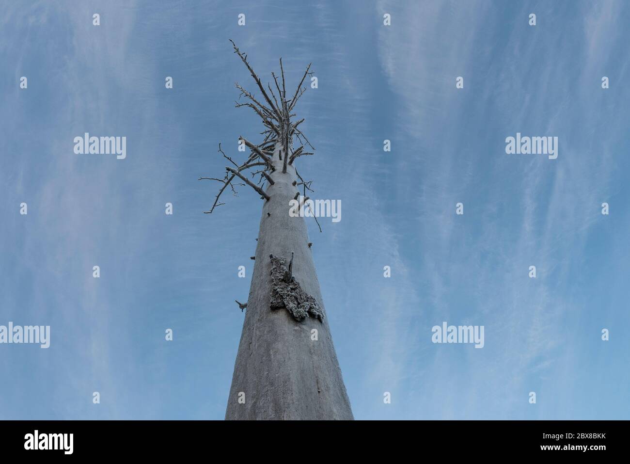 Unten Foto von Standalone getrockneten Kiefer ohne Rinde und Äste mit Raureif bedeckt mit blauem Himmel als Hintergrund - Nordschweden, viel Kopie Stockfoto