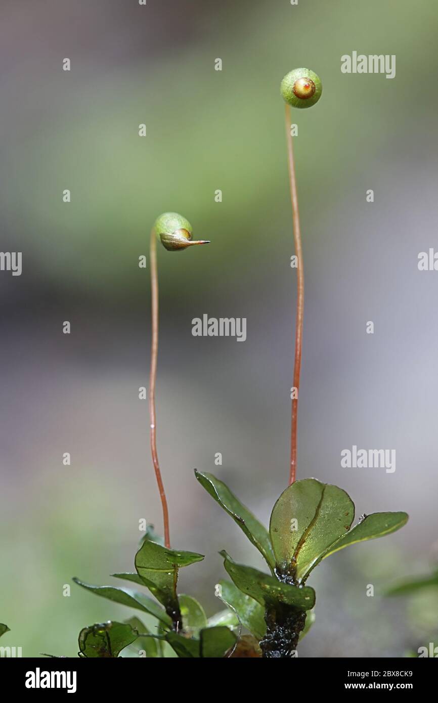 Rhizomnium magnifolium, ein Blattmoos mit Sporenkapseln aus der Familie Mniaceae, Stockfoto