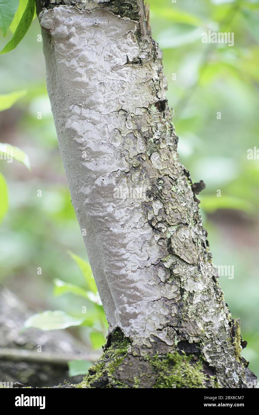 Glatte Borstenhalterung, Phellinus laevigatus, wilder Pilz aus Finnland Stockfoto