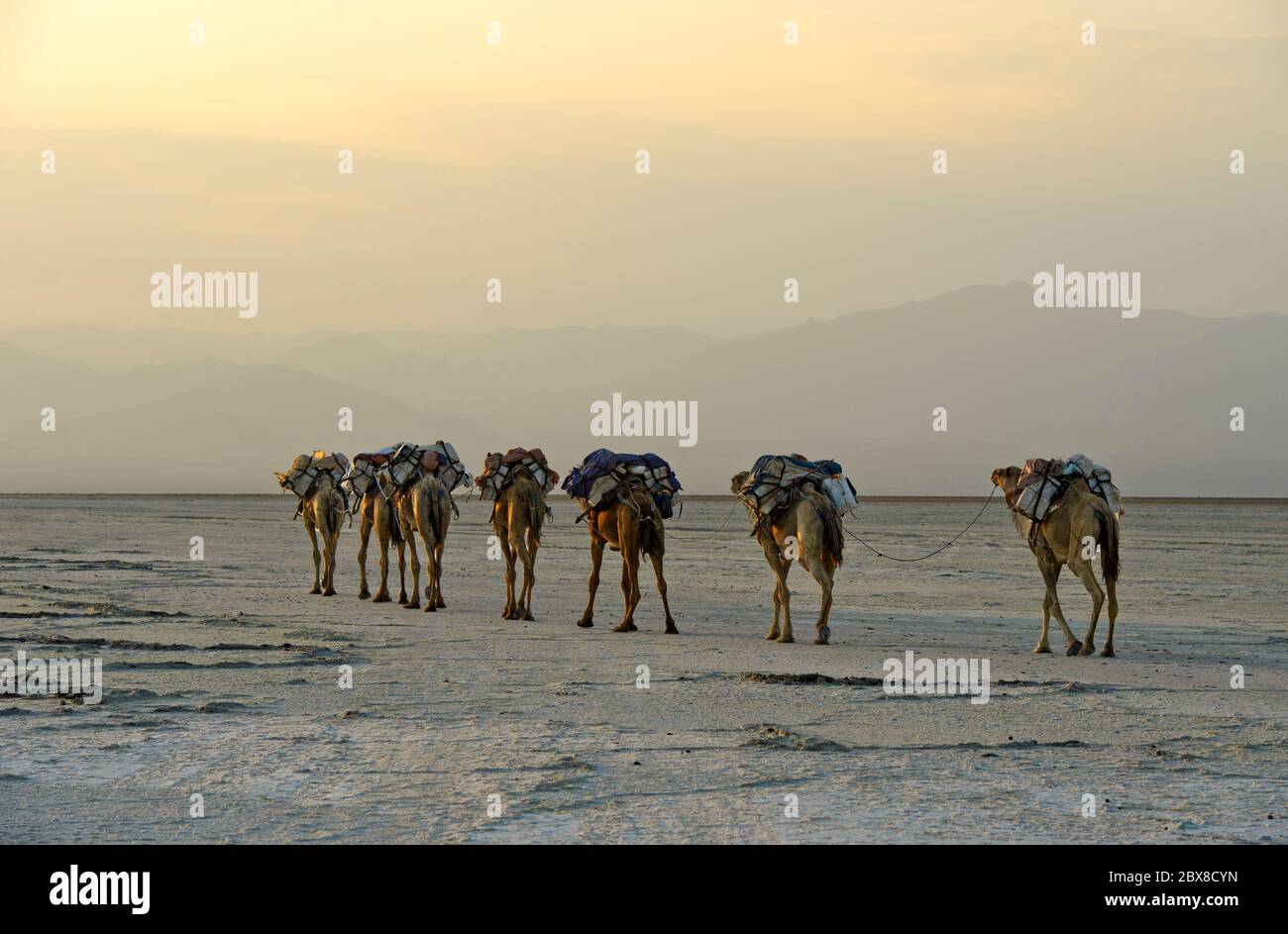 Dromedare traben mit Steinsalz auf der Rückseite über den Assale Salt Lake während der kühleren Abendstunden zum Markt in Berhale, Äthiopien Stockfoto