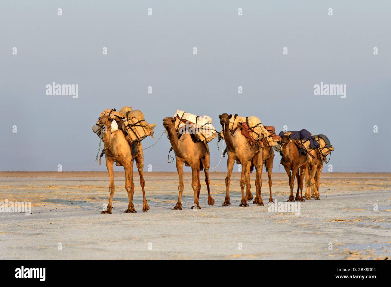 Dromedare transportieren Steinsalz aus den Salzbrüchen am Assale Salzsee zum Markt in Berhale, Danakil Valley, Afar Region, Äthiopien Stockfoto