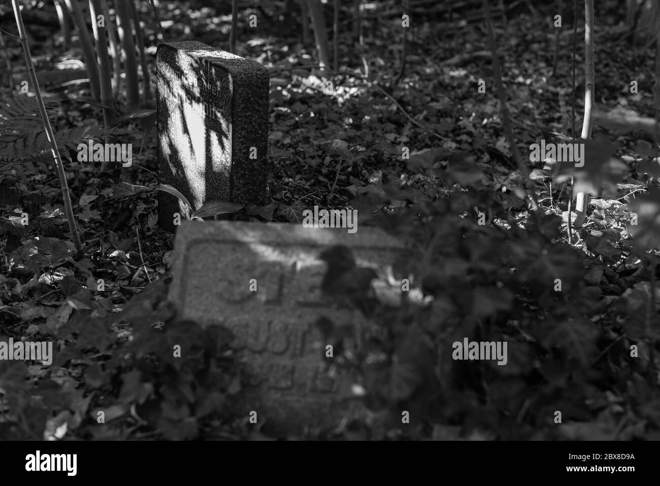 Alte Gräber im Wald, alter Friedhof, Gräber, die niemand interessiert, überwachsene Gräber, Schwarz-Weiß-Foto, dunkles Foto Stockfoto
