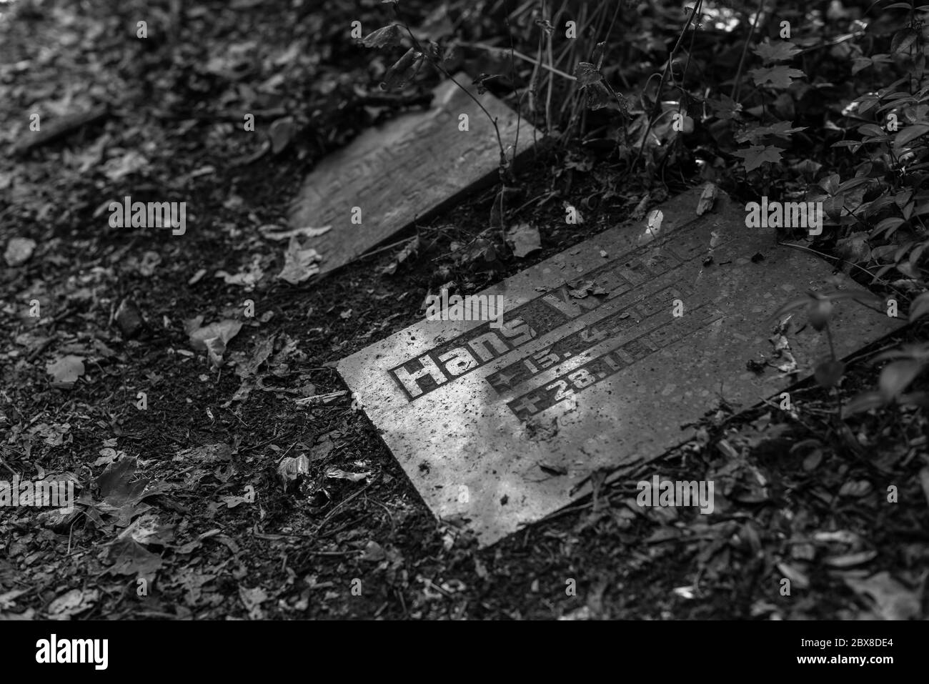 Alte Gräber im Wald, alter Friedhof, Gräber, die niemand interessiert, überwachsene Gräber, Schwarz-Weiß-Foto, dunkles Foto Stockfoto