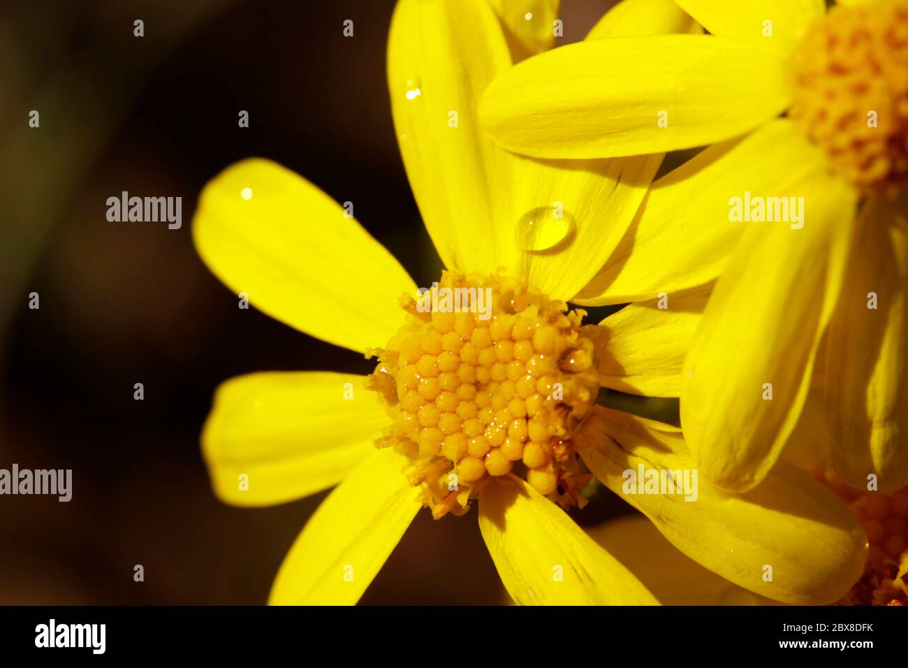 Kleine gelbe Blüten im Feld.Ragwort, senecio, jacobeae. Stockfoto