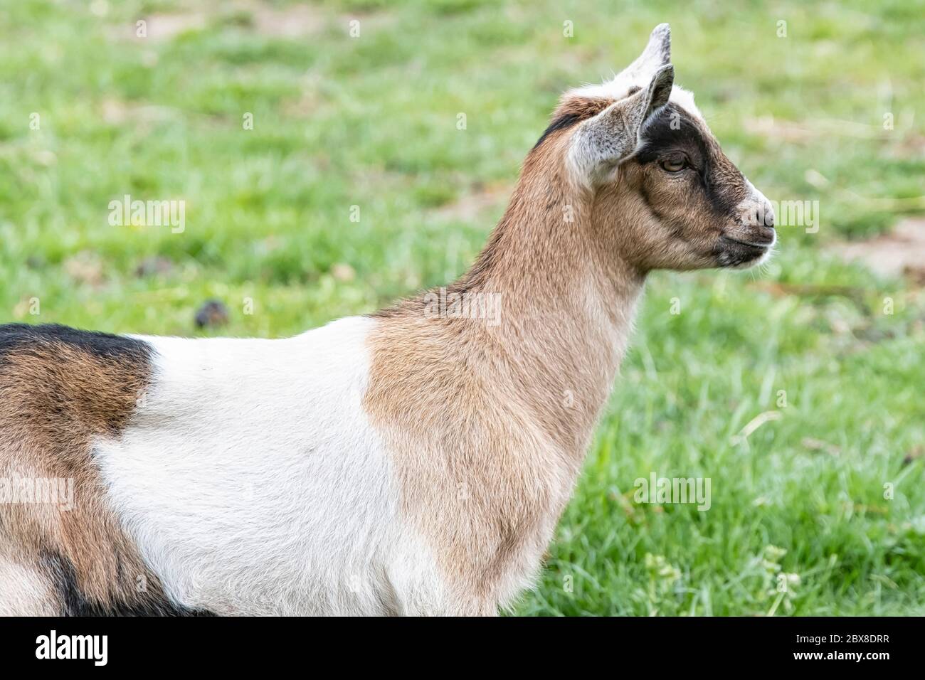 Ein braunes, weißes, schwarzes gehörntes Ziegenbaby, das auf dem Frühlingsgras steht, Kopfschuss. Stockfoto