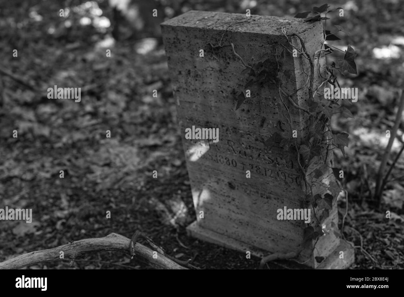 Alte Gräber im Wald, alter Friedhof, Gräber, die niemand interessiert, überwachsene Gräber, Schwarz-Weiß-Foto, dunkles Foto Stockfoto