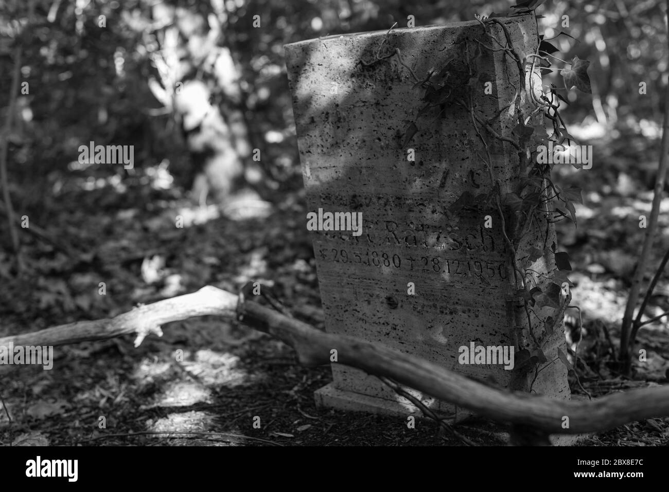 Alte Gräber im Wald, alter Friedhof, Gräber, die niemand interessiert, überwachsene Gräber, Schwarz-Weiß-Foto, dunkles Foto Stockfoto
