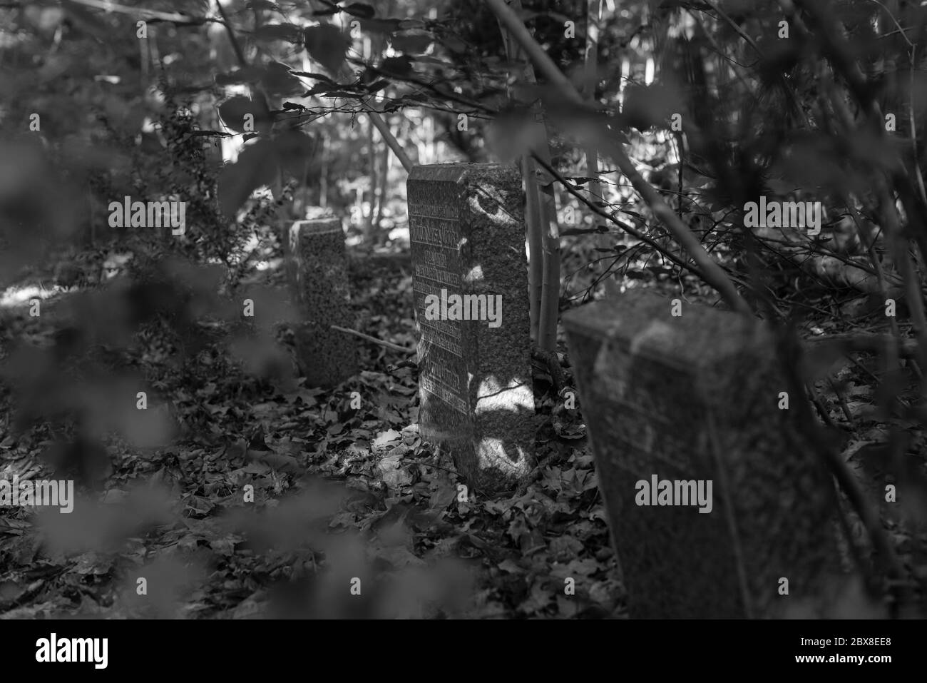 Alte Gräber im Wald, alter Friedhof, Gräber, die niemand interessiert, überwachsene Gräber, Schwarz-Weiß-Foto, dunkles Foto Stockfoto