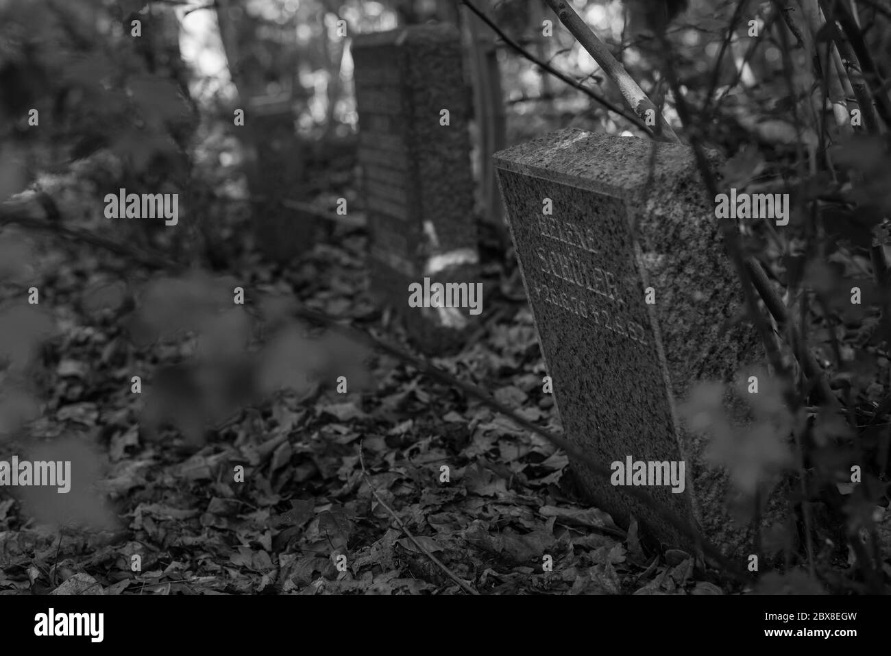 Alte Gräber im Wald, alter Friedhof, Gräber, die niemand interessiert, überwachsene Gräber, Schwarz-Weiß-Foto, dunkles Foto Stockfoto