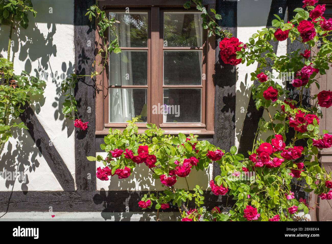 Klettern Rosen in mittelalterlichen Gasse Fiskargränd ist eine beliebte Touristenattraktion in Visby auf Schwedens größter Insel Gotland. Stockfoto