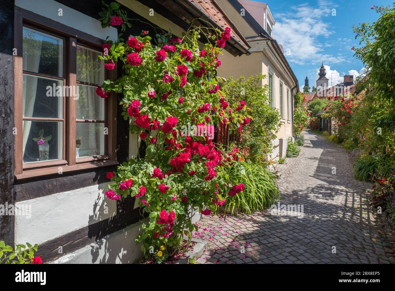 Die malerische mittelalterliche Gasse Fiskargränd ist eine beliebte Touristenattraktion in Visby auf Schwedens größter Insel Gotland. Stockfoto
