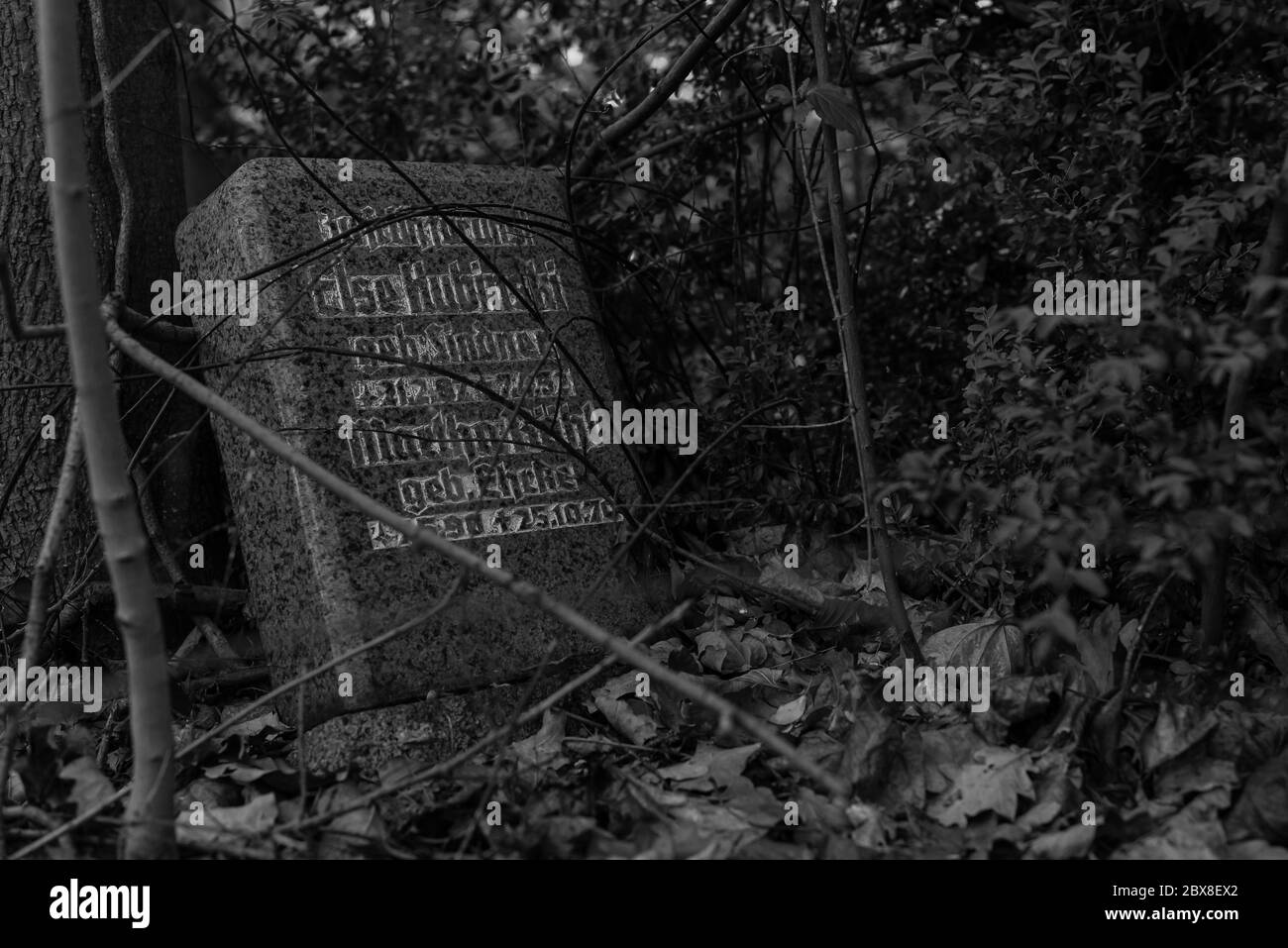 Alte Gräber im Wald, alter Friedhof, Gräber, die niemand interessiert, überwachsene Gräber, Schwarz-Weiß-Foto, dunkles Foto Stockfoto