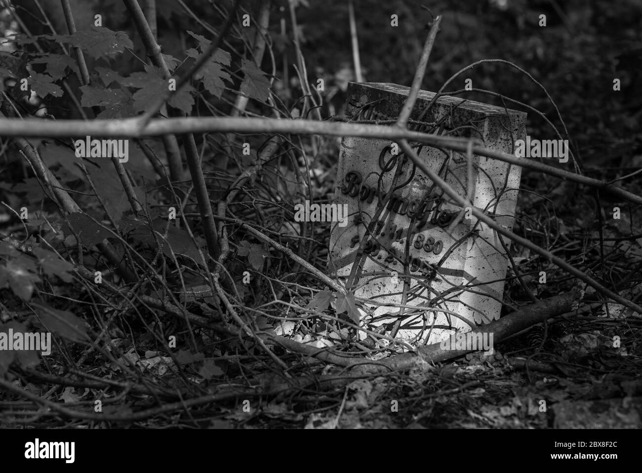 Alte Gräber im Wald, alter Friedhof, Gräber, die niemand interessiert, überwachsene Gräber, Schwarz-Weiß-Foto, dunkles Foto Stockfoto