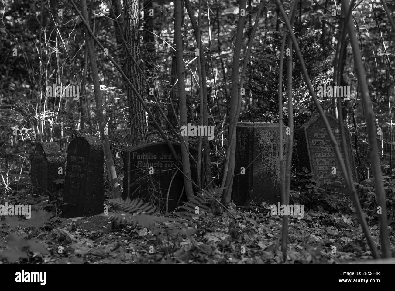 Alte Gräber im Wald, alter Friedhof, Gräber, die niemand interessiert, überwachsene Gräber, Schwarz-Weiß-Foto, dunkles Foto Stockfoto