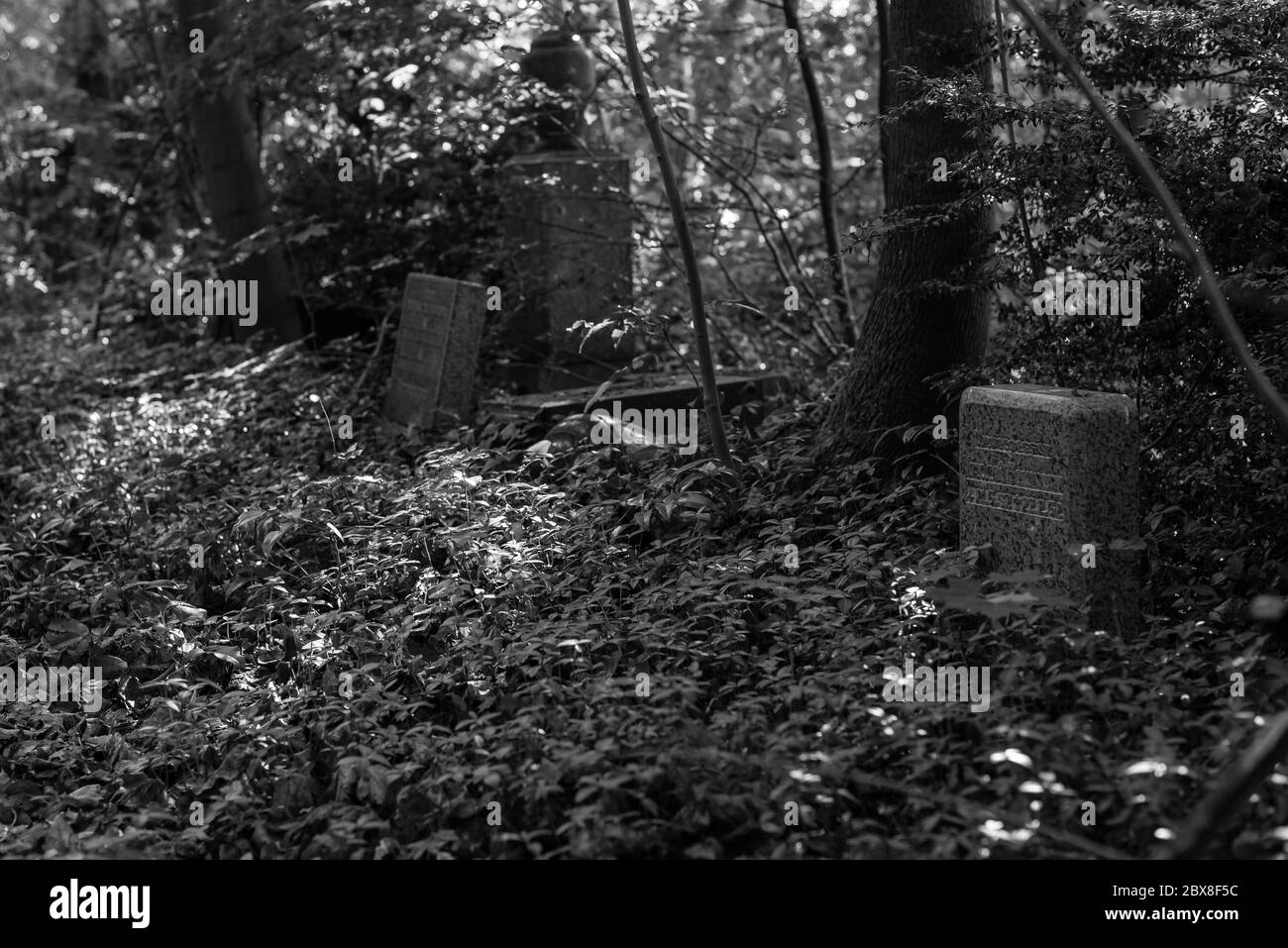 Alte Gräber im Wald, alter Friedhof, Gräber, die niemand interessiert, überwachsene Gräber, Schwarz-Weiß-Foto, dunkles Foto Stockfoto