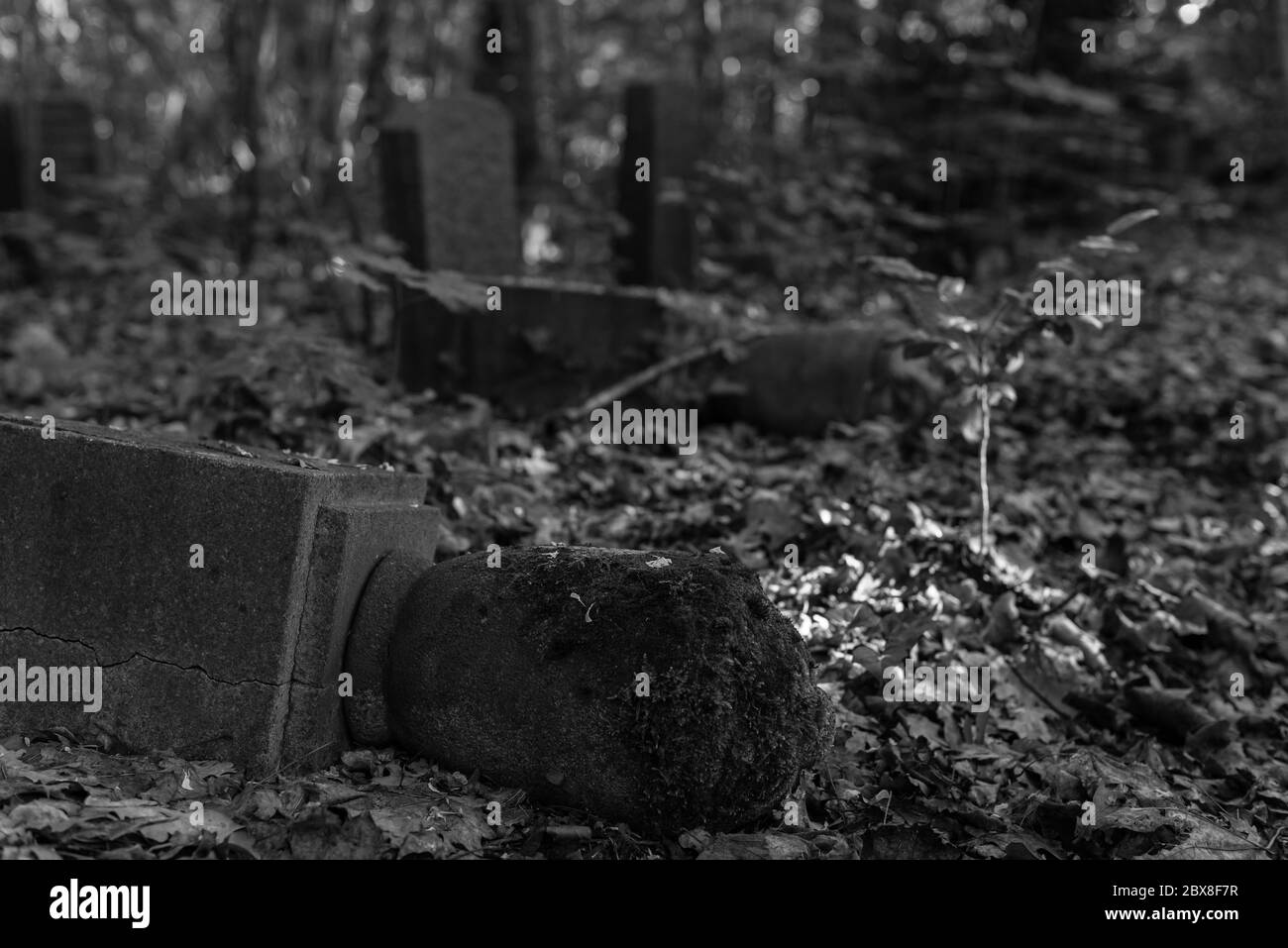 Alte Gräber im Wald, alter Friedhof, Gräber, die niemand interessiert, überwachsene Gräber, Schwarz-Weiß-Foto, dunkles Foto Stockfoto