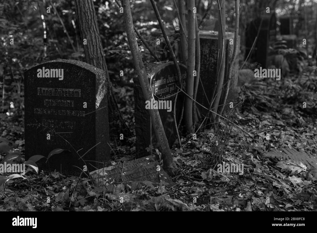 Alte Gräber im Wald, alter Friedhof, Gräber, die niemand interessiert, überwachsene Gräber, Schwarz-Weiß-Foto, dunkles Foto Stockfoto