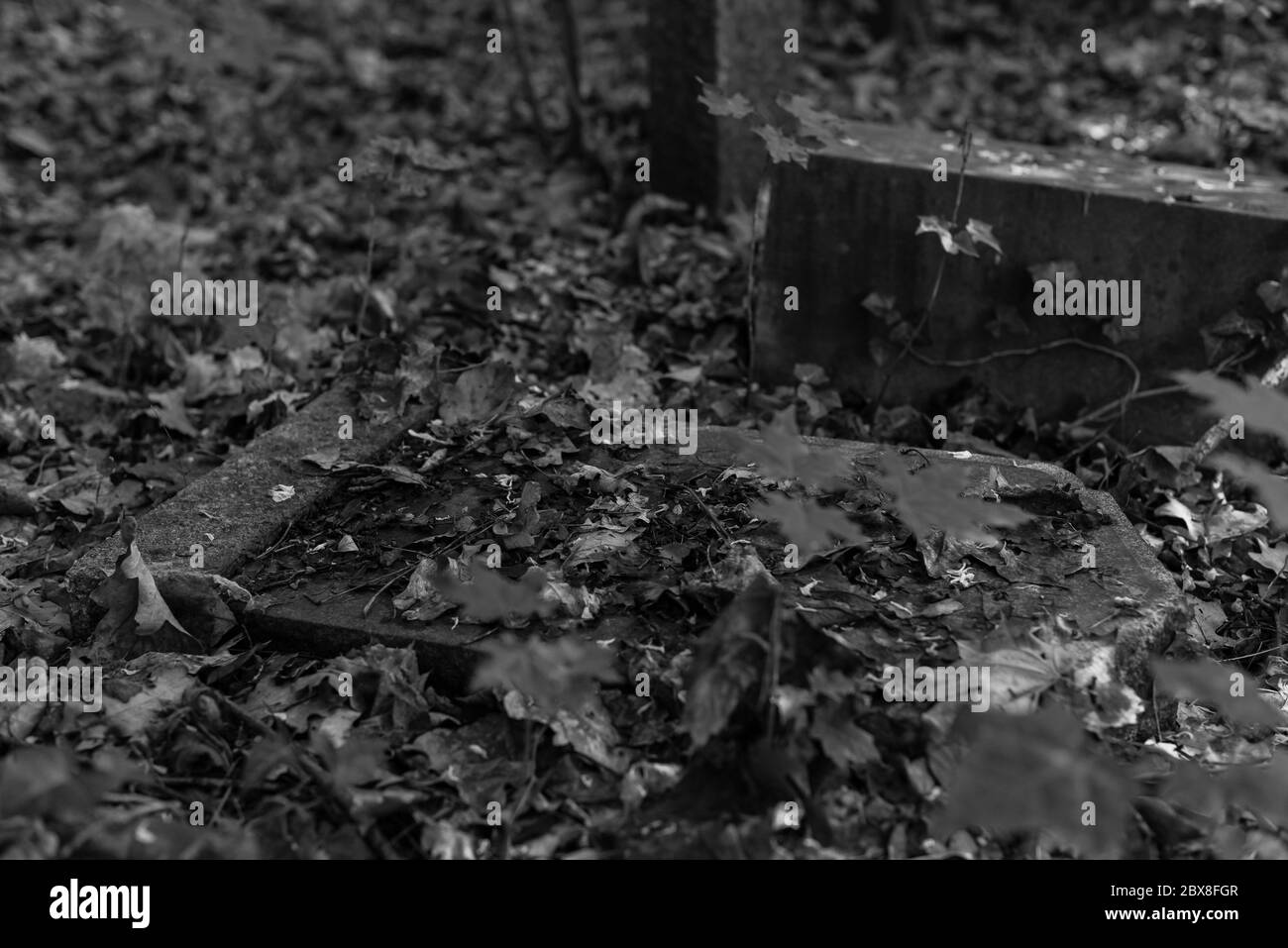 Alte Gräber im Wald, alter Friedhof, Gräber, die niemand interessiert, überwachsene Gräber, Schwarz-Weiß-Foto, dunkles Foto Stockfoto