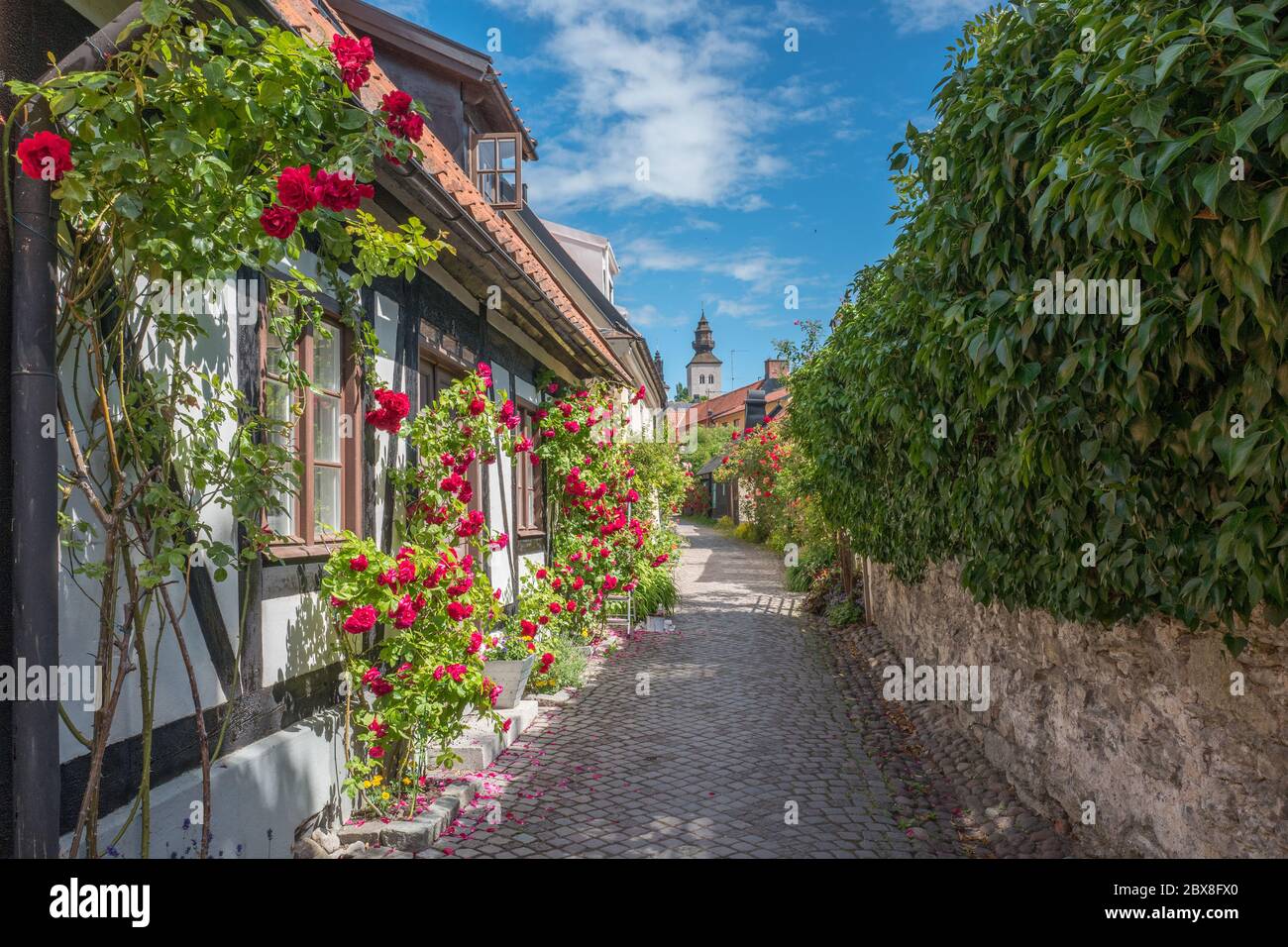 Die malerische mittelalterliche Gasse Fiskargränd ist eine beliebte Touristenattraktion in Visby auf Schwedens größter Insel Gotland. Stockfoto
