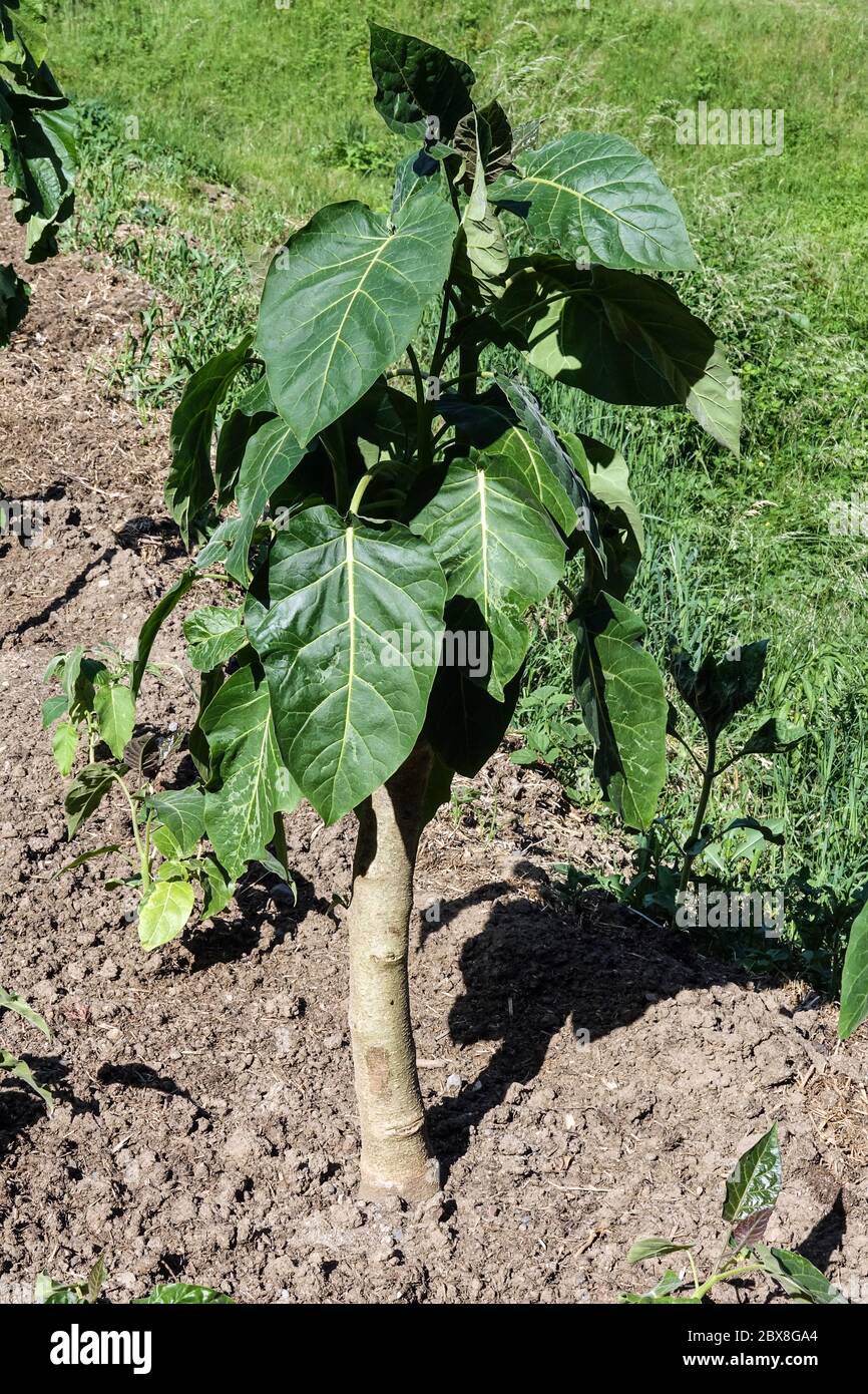 Baum Tomate Solanum betaceum Tamarillo Pflanze Stockfoto