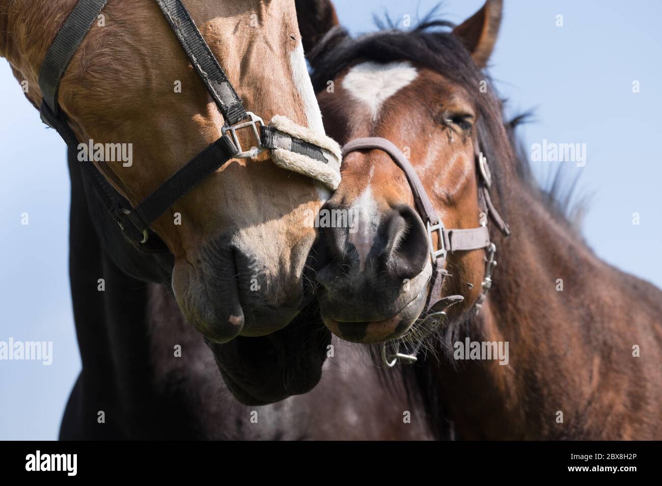 Drei Pferde reiben liebevoll ihre Nasen zusammen. Sie scheinen sich zu mögen, vielleicht sogar küssen, sie lieben sich, umarmen Stockfoto