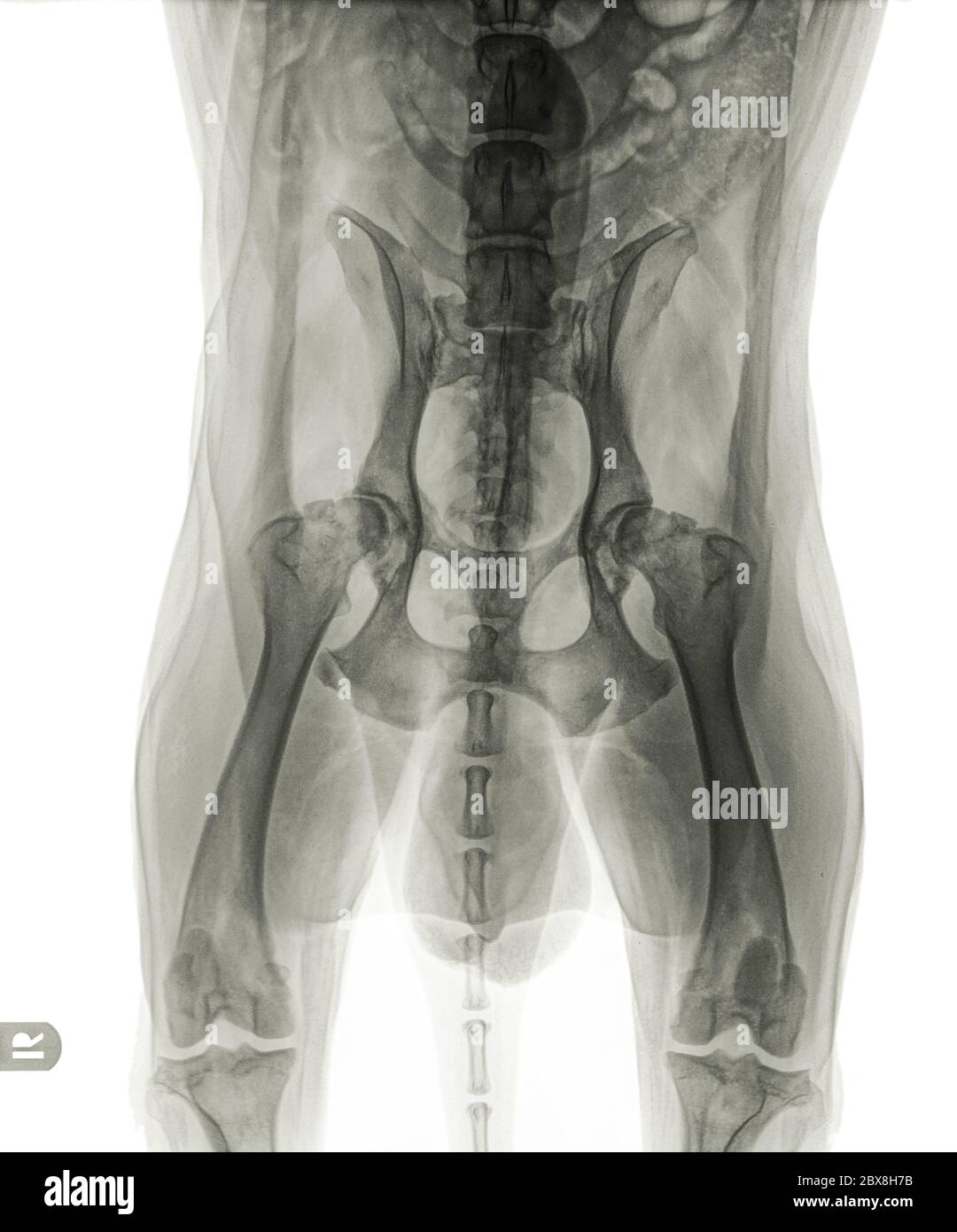 Röntgenaufnahme eines älteren Hundes mit schwerer Hüftdysplasie und Arthrose. Der Buchstabe R zeigt die rechte Seite des Hundes an. Isoliert auf Weiß Stockfoto