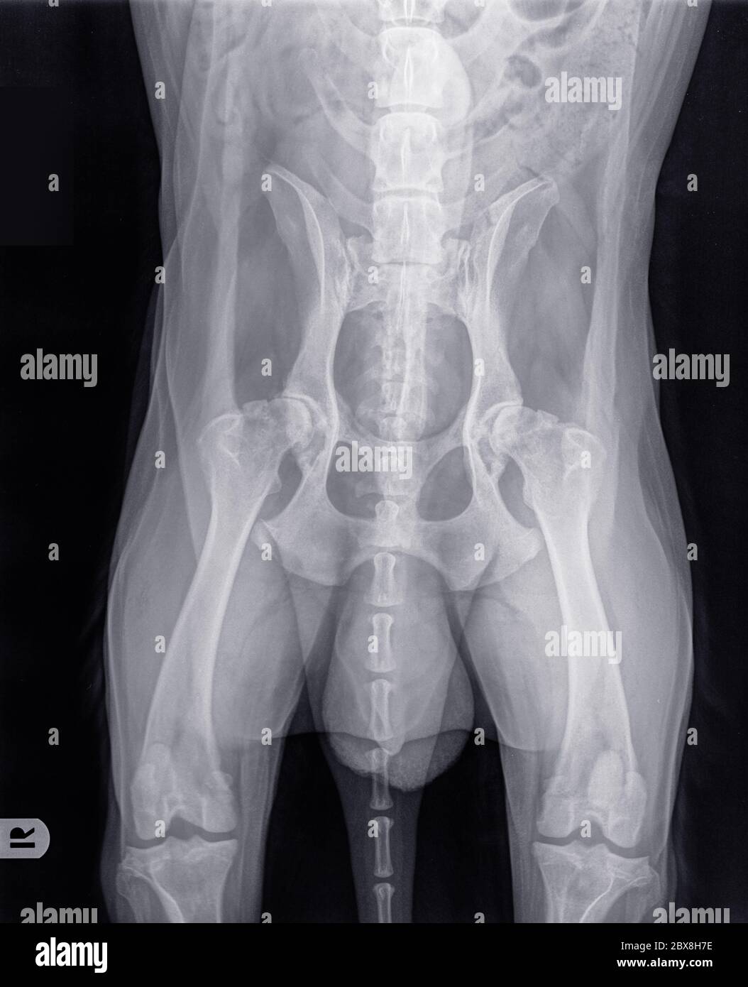 Röntgenaufnahme eines älteren Hundes mit schwerer Hüftdysplasie und Arthrose. Der Buchstabe R zeigt die rechte Seite des Hundes an. Isoliert auf Schwarz Stockfoto