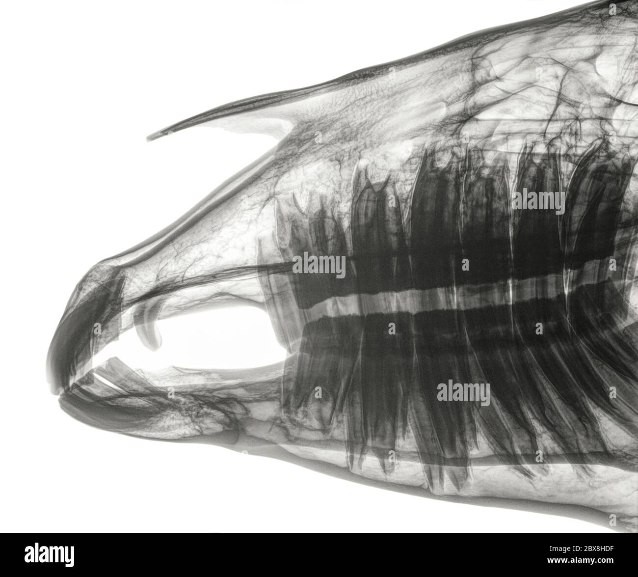 Röntgenaufnahme des Schädels eines Pferdes, Seitenansicht. Oberkiefer (Oberkiefer) und Unterkiefer mit riesigen Zähnen und Wurzeln. Schwarzweiß-Foto. Isoliert auf Weiß Stockfoto