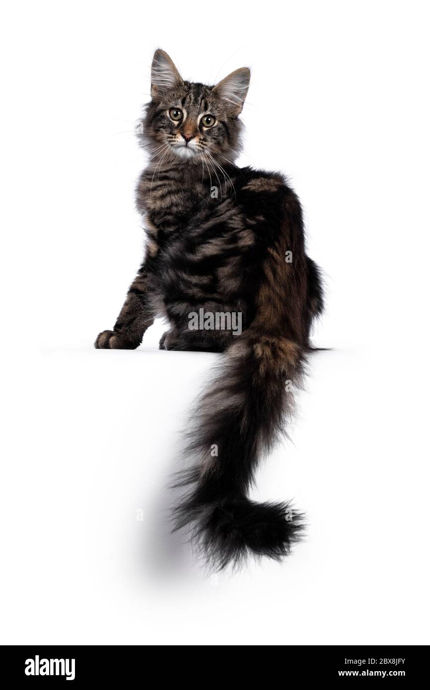 Niedliches junges, schwarzes, gestromtes Norwegisches Waldkatzenkätzchen, das rückwärts sitzt. Blick über die Schulter mit grünen / braunen Augen zur Kamera. Isoliert Stockfoto