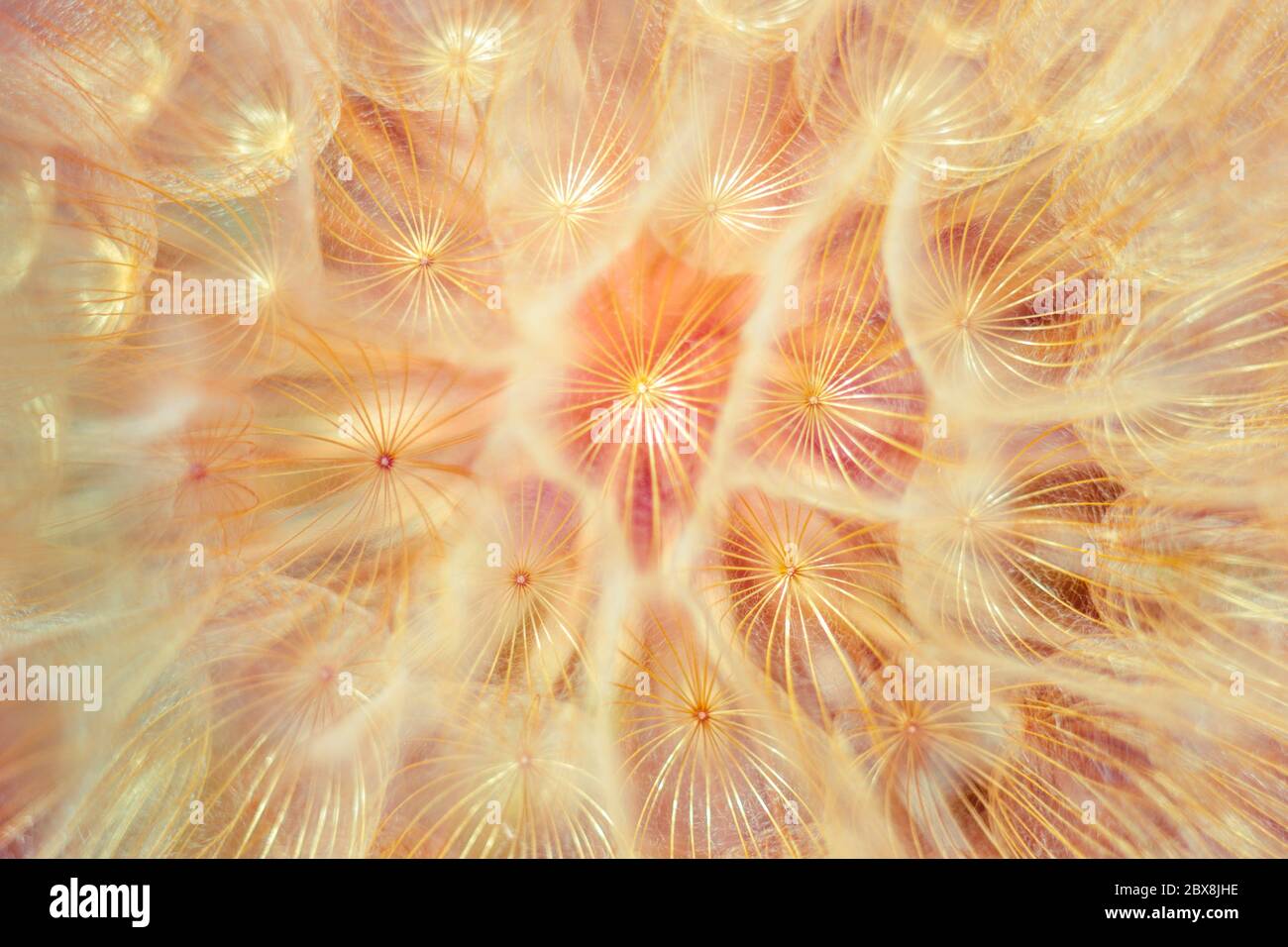 Rosa Hintergrund flauschige Löwenzahn Blume, Makro-Foto. Stockfoto