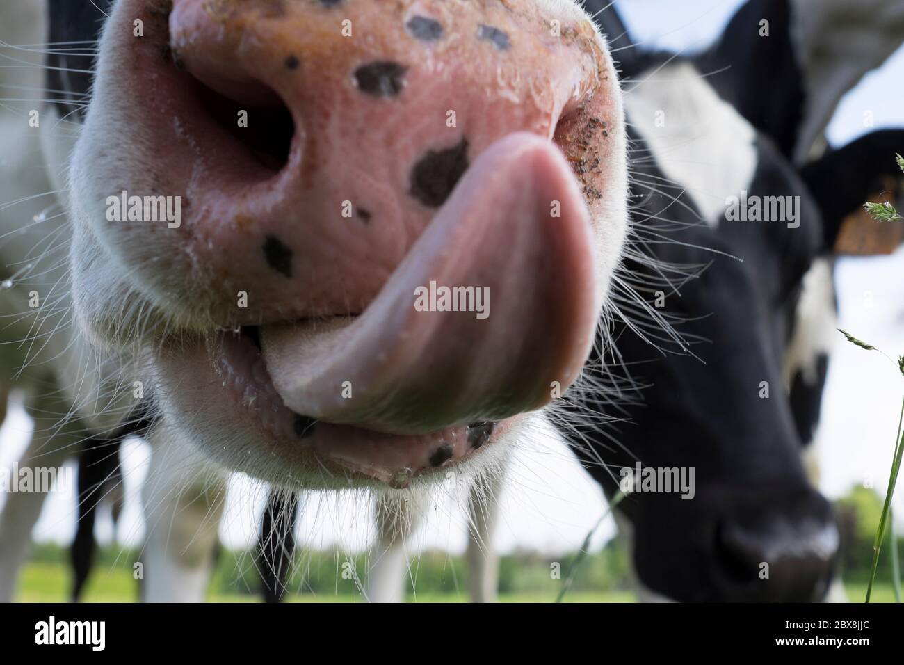 Nahaufnahme der Nase einer Kuh, mitten in einer Herde Kühe, die ihre Zunge an der Kamera leckt. Konzentriert sich auf die Haare um die Nase und niedrig Stockfoto