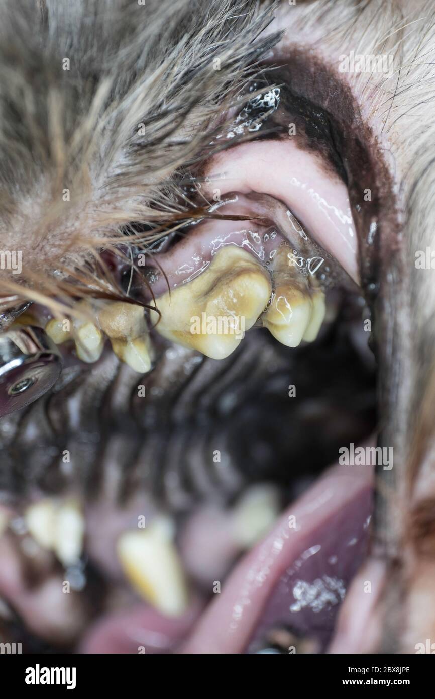 Nahaufnahme von schweren Zahnstein und Plaque auf einem verfallenen Wangenzahn bei einem Hund. Vertikales Bild Stockfoto