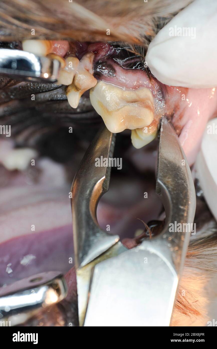 Nahaufnahme der Entfernung der kranken Zahn mit Zahnstein und Entzündung aus Hund Mund durch einen Tierarzt Stockfoto