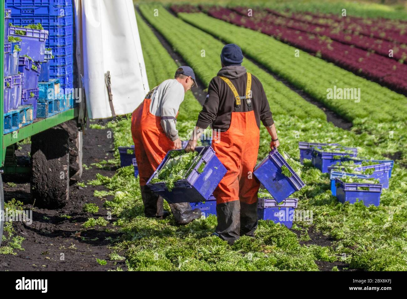 Salatzucht in Tarleton, Lancashire. UK Wetter April 2020; Reihen von Eisberg- und Romaine-roten Salaten warten auf die Ernte in der Gegend, die als ‘The Salad Bowl’ im Nordwesten Englands bekannt ist. Gute Bedingungen für die Ernte von Salat nach nächtem Regen, aber ein Mangel an EU-Arbeitsmigranten bedeutet, dass einige Landwirte sich an Wochenenden für die Ernte von Supermarktbestellungen engagieren müssen. Kredit; MediaWorldImages/AlamyLiveNews Stockfoto
