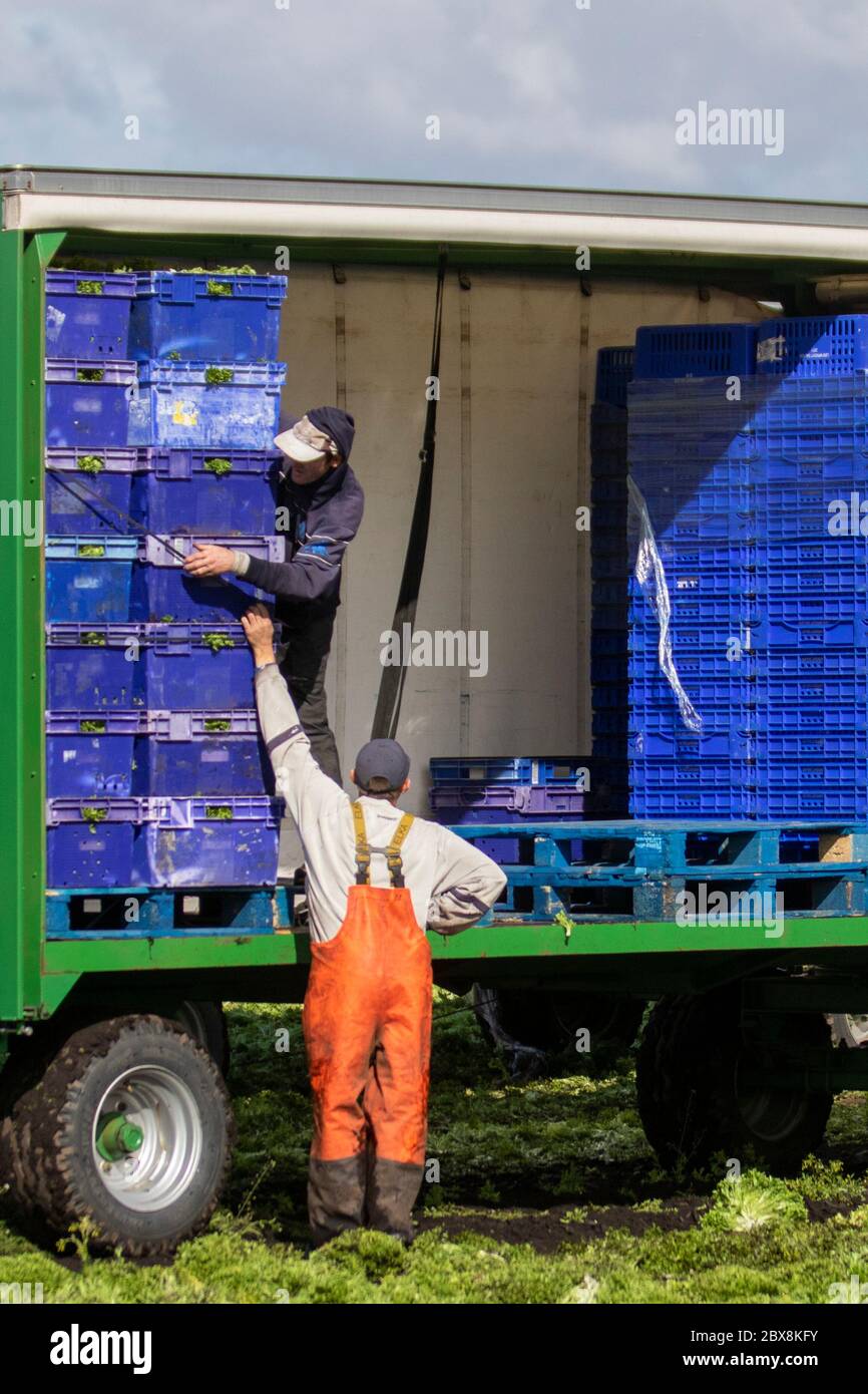 Tarleton, Lancashire. UK Wetter 6. April 2020; Reihen von Eisberg und Romaine roten Salaten warten auf geerntet werden in der Gegend bekannt als ‘The Salad Bowl’ im Nordwesten von England. Gute Bedingungen für die Ernte von Salat nach dem nächtlichen Regen aber ein Mangel an Wanderarbeitern in der EU bedeutet, dass einige Landwirte sich an Wochenenden an der Ernteerzung für Bestellungen in Supermärkten beteiligen müssen. Credit: MediaWorldImages/AlamyLiveNews Stockfoto