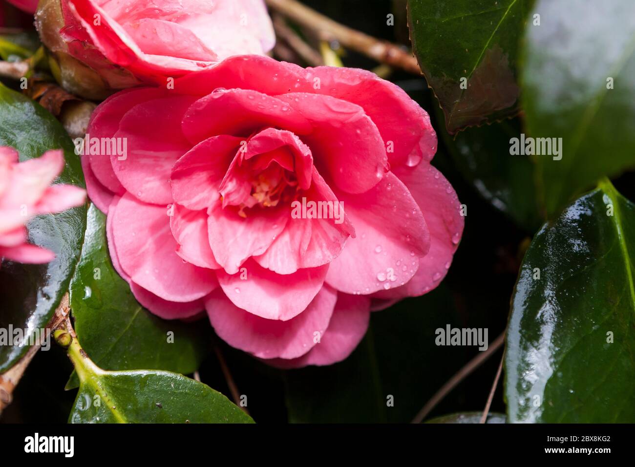 Camellia japonica, Trewidden Garden, Penzance, Cornwall, Großbritannien Stockfoto