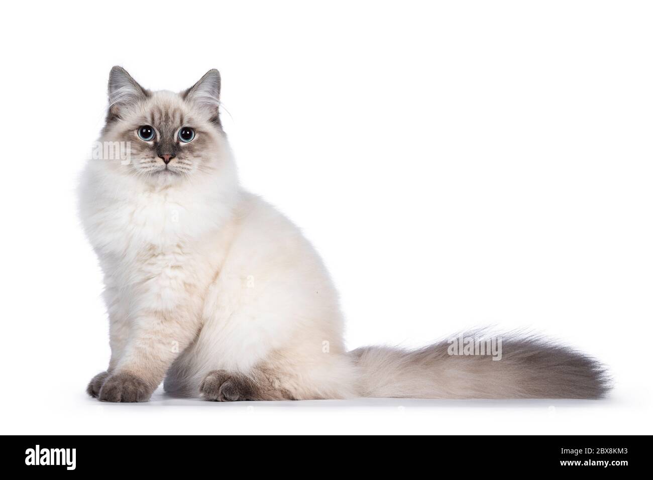 Niedliche junge Neva Masquerade Katze Kätzchen, sitzende Seitenwege Blick auf Kamera mit blauen Augen. Isoliert auf weißem Hintergrund. Langer Schwanz hinter dem Körper. Stockfoto