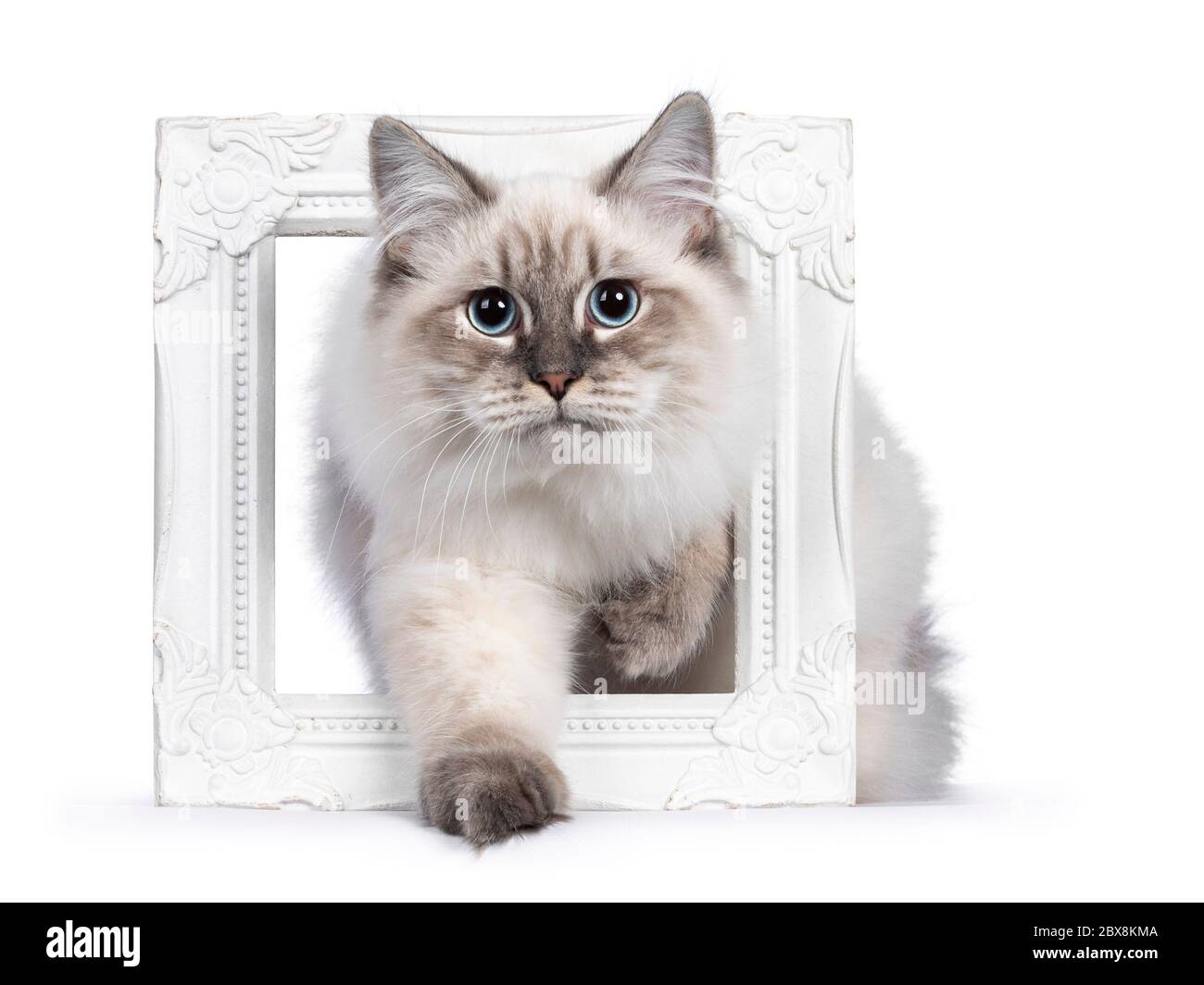 Nette junge Neva Masquerade Katze Kätzchen, Schritt durch weißen Bilderrahmen. Blick auf Kamera mit blauen Augen und eine Pfote spielerisch angehoben. Isoliert Stockfoto