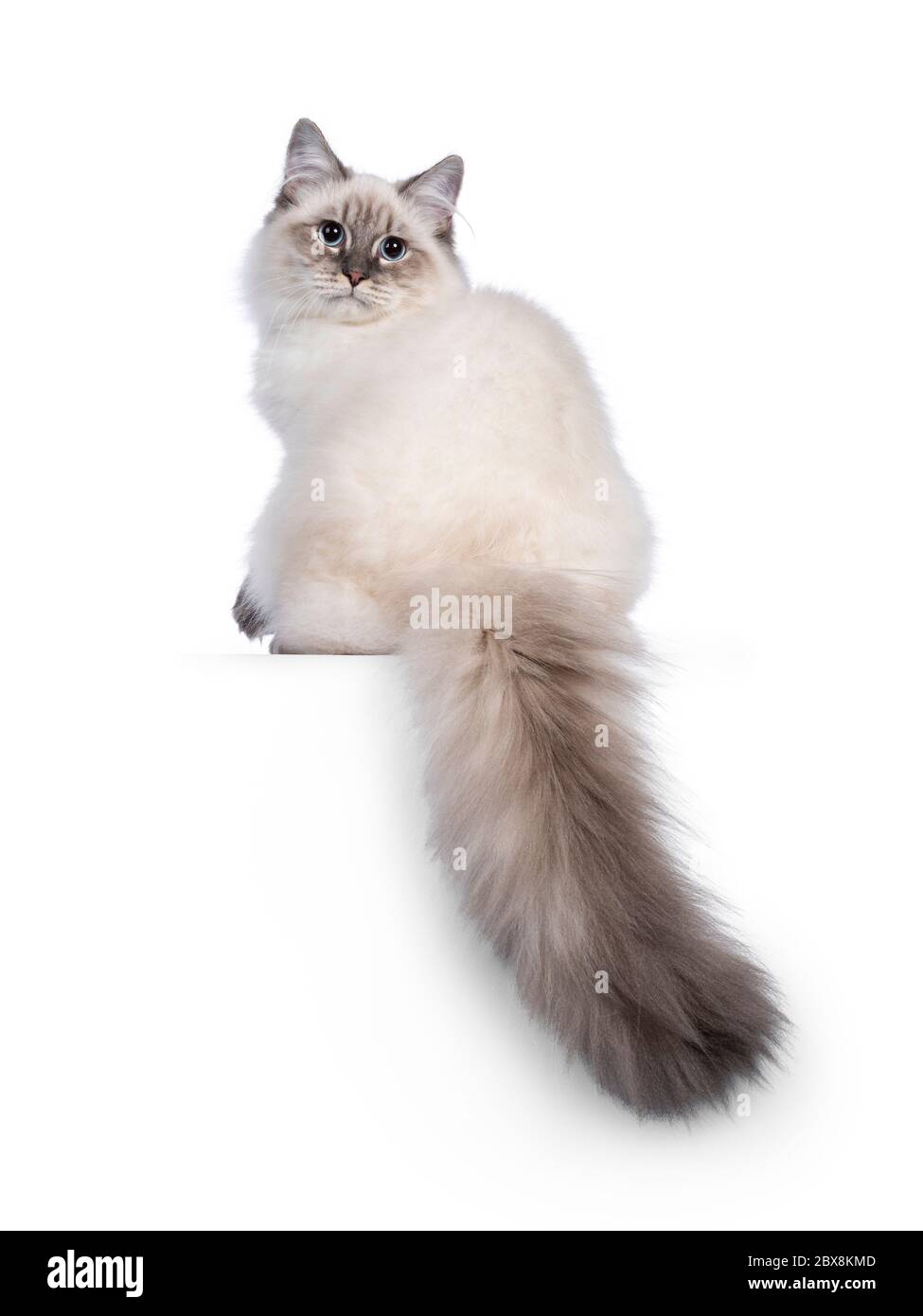 Niedliche junge Neva Masquerade Katze Kätzchen, sitzt rückwärts. Blick über shoukder in Richtung Kamera mit blauen Augen und eine Pfote spielerisch angehoben. Isoliert ein Stockfoto