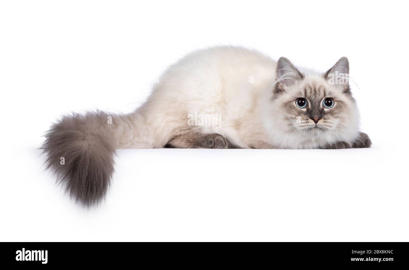 Niedliche junge Neva Masquerade Katze Kätzchen, legen sich Seitenwege. Haed unten, konzentriert neben der Kamera mit blauen Augen und Otelschwanz über Rand hängen Stockfoto