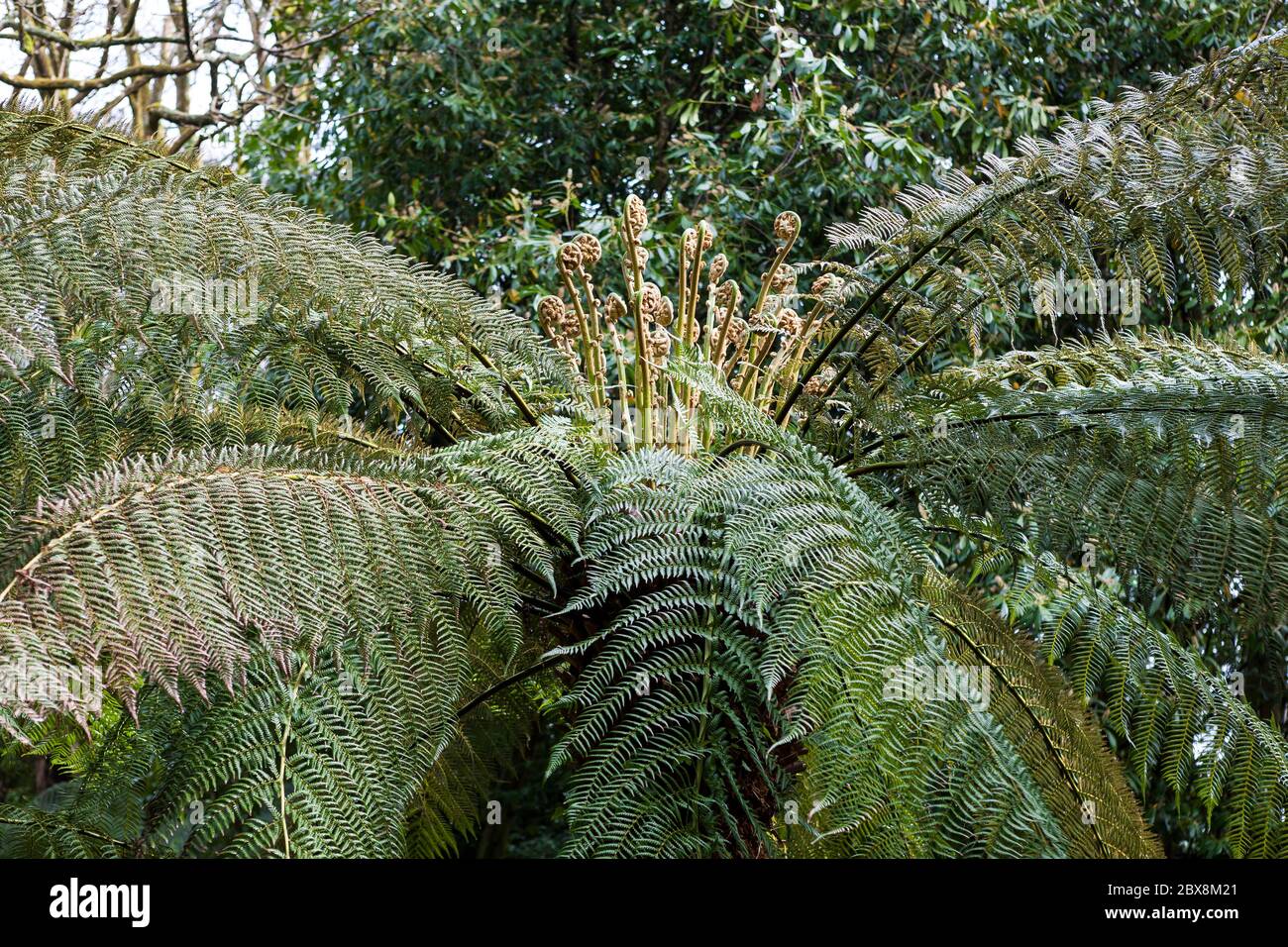 Baumfarn (Dicksonia antarktis), Trewidden Garden, Penzance, Cornwall, England, Großbritannien Stockfoto